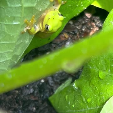 Quick Look at the green house green beans, plus a cool frog!