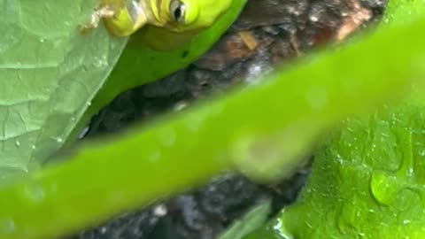 Quick Look at the green house green beans, plus a cool frog!