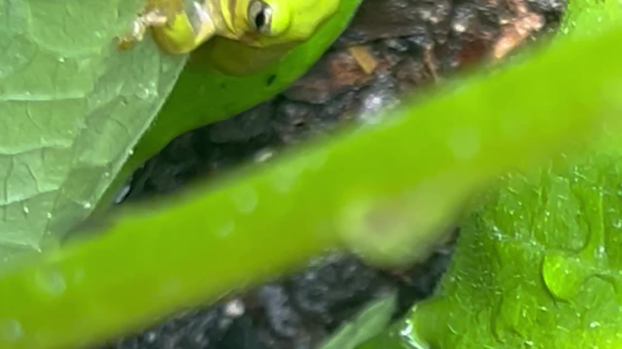 Quick Look at the green house green beans, plus a cool frog!