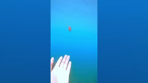 Funny Animals