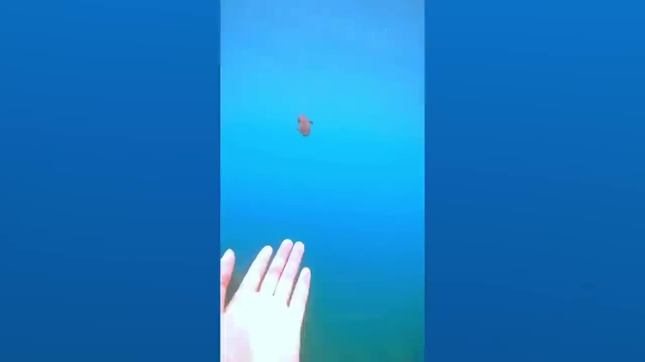 Funny Animals