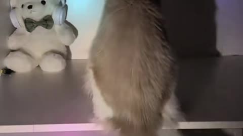 Cats Doing The FUNNIEST Things Ever