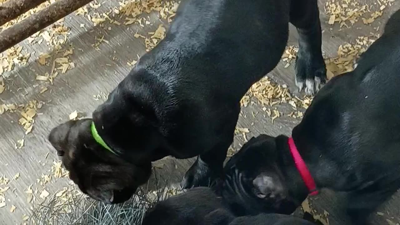 Cane Corso pups AKC 7 weeks old