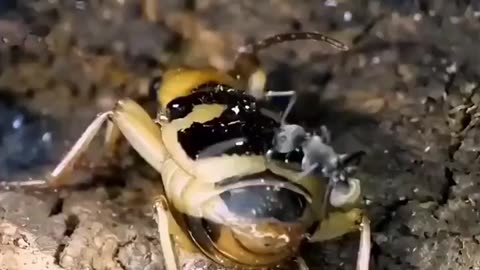 Bombardier Beetles spray boiling acid (212°F) as a defence mechanism against predators