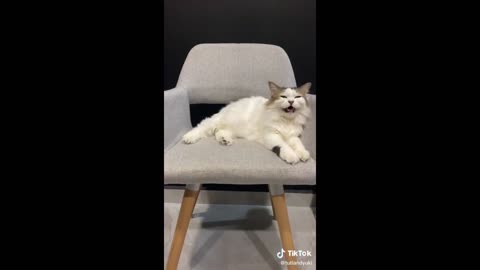Animals Being Hilarious for 10 Minutes Straight 😂