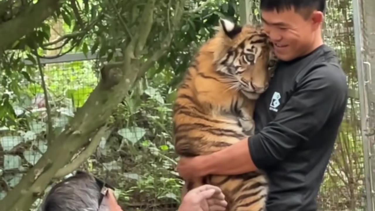 The hottest tiger in Vietnam right now - coddle like a baby