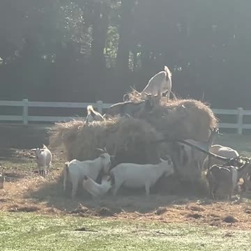 Always start your day with and After Breakfast SNACK!!!