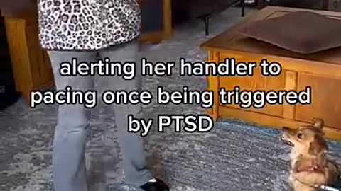 Incredible: PTSD Service dog in training.