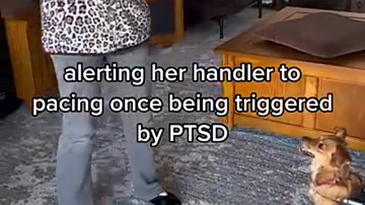 Incredible: PTSD Service dog in training.