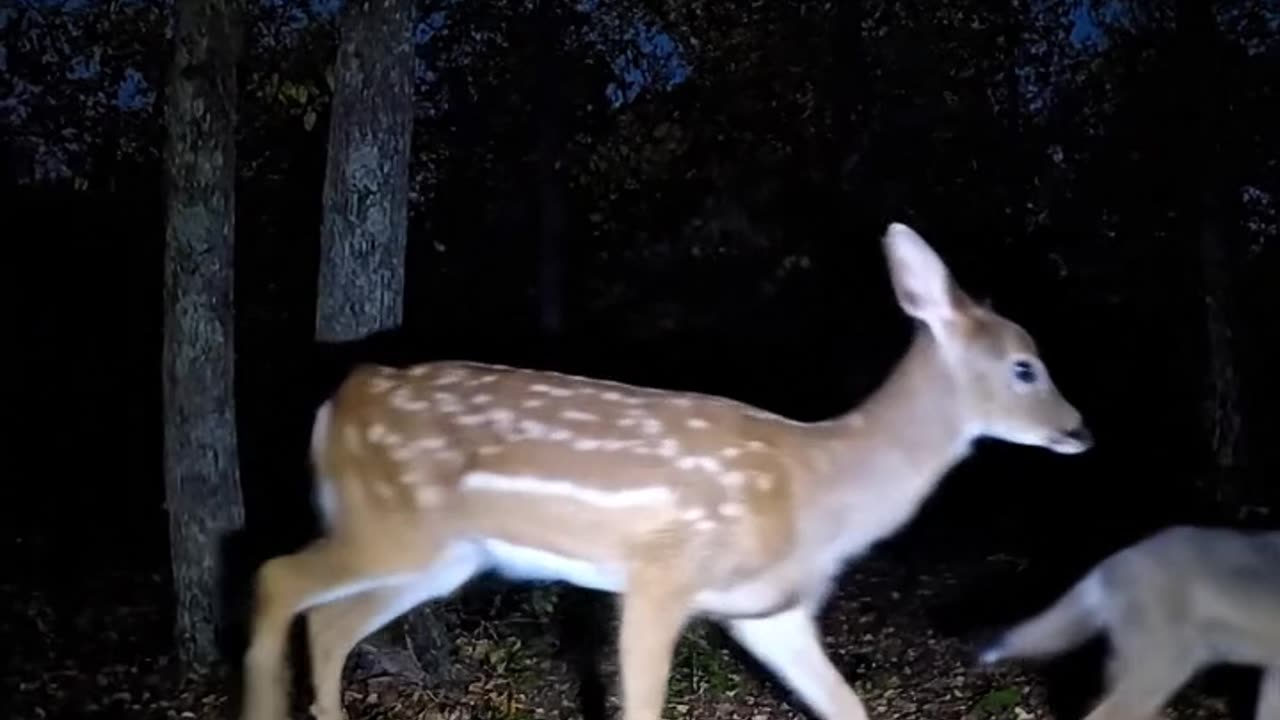 Animals.