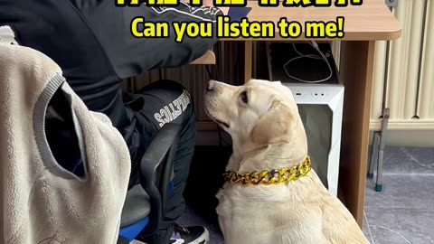 狗子：尽力了，我也劝不动啊！Dog: I tried my best, but I can't persuade it either!