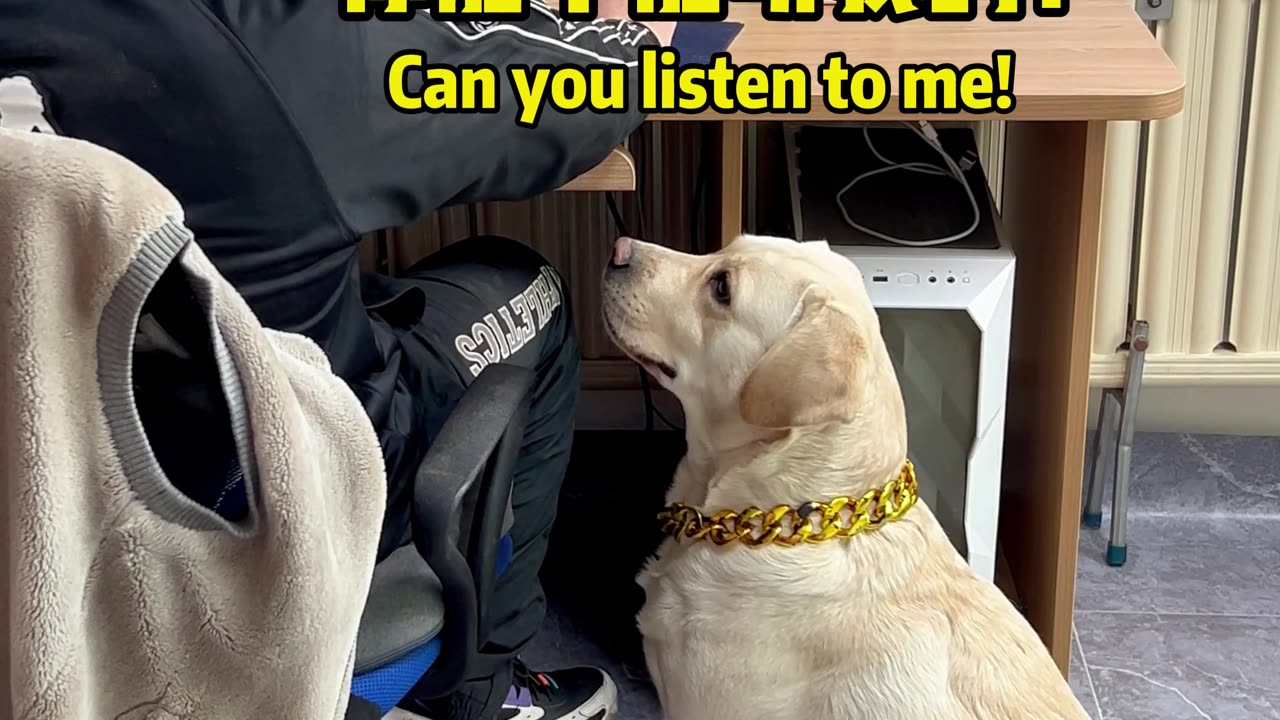 狗子：尽力了，我也劝不动啊！Dog: I tried my best, but I can't persuade it either!