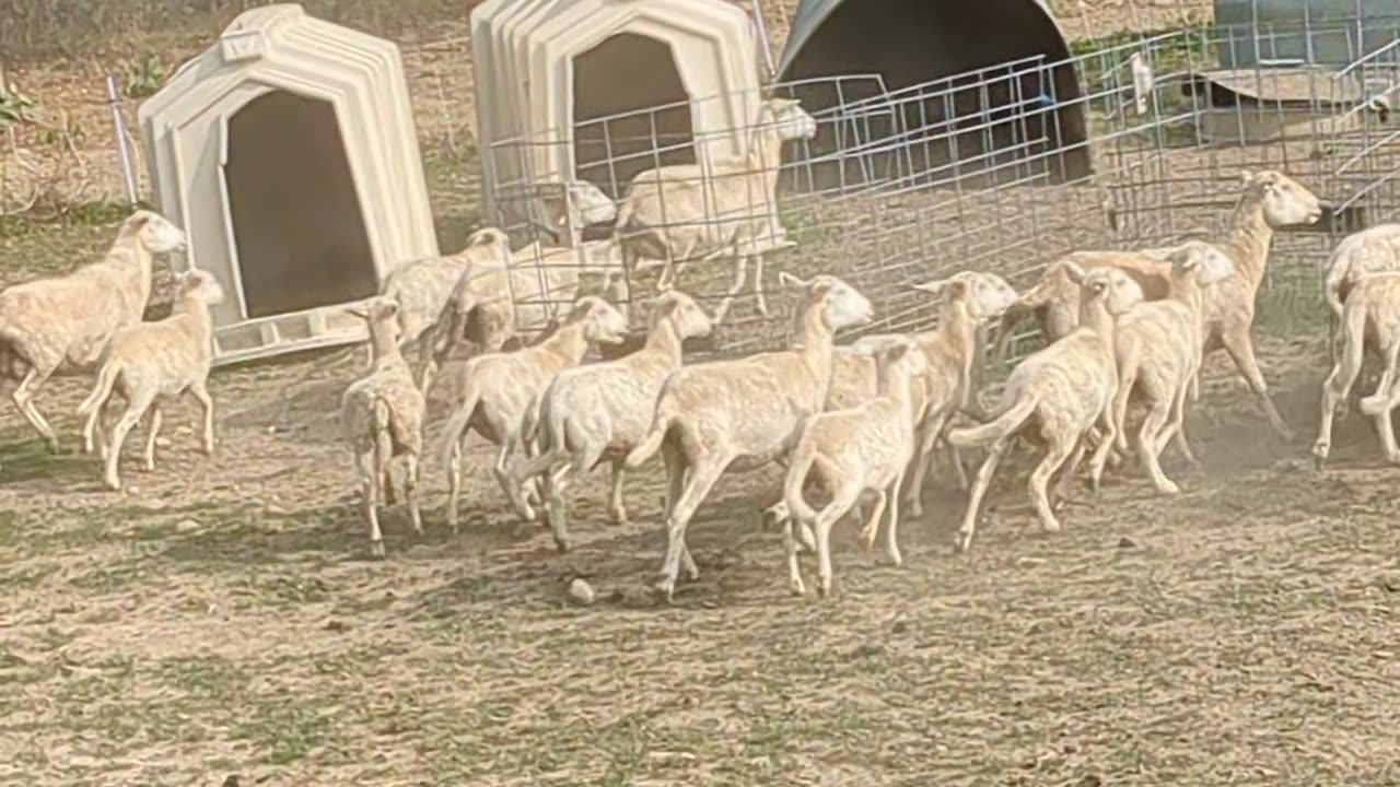 Avi herding sheep 20 Sept 2025