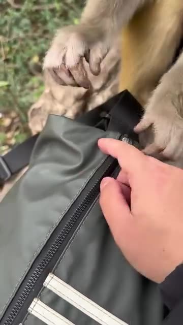 They knew there were a tonne of delicious goodies in that bag