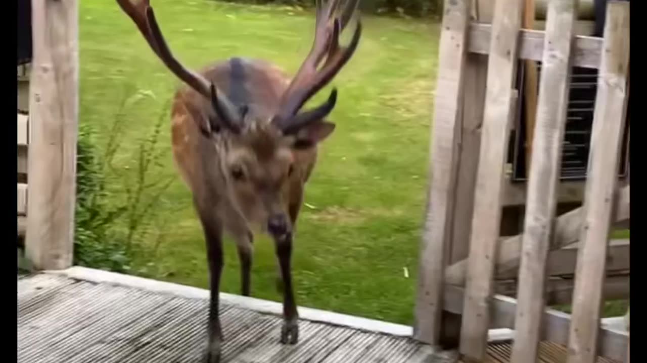 Sharing A Melon With Friendly Fallow Deer