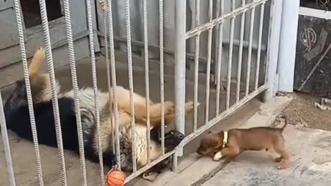 Tiny Chihuahua vs German Shepherd Behind Bars 😂🐶 – Micuțul curajos și uriașul nervos!