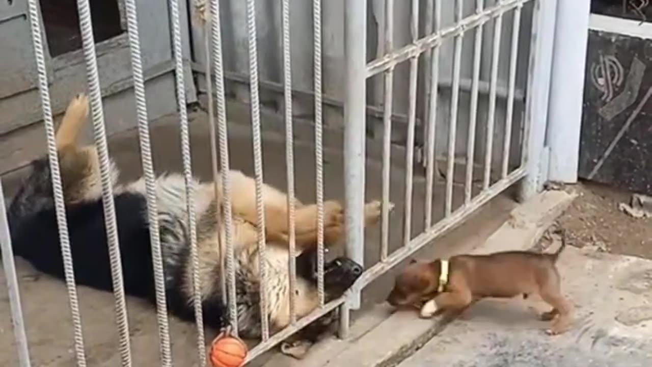 Tiny Chihuahua vs German Shepherd Behind Bars 😂🐶 – Micuțul curajos și uriașul nervos!