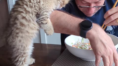 9 weeks old kitten's appetite