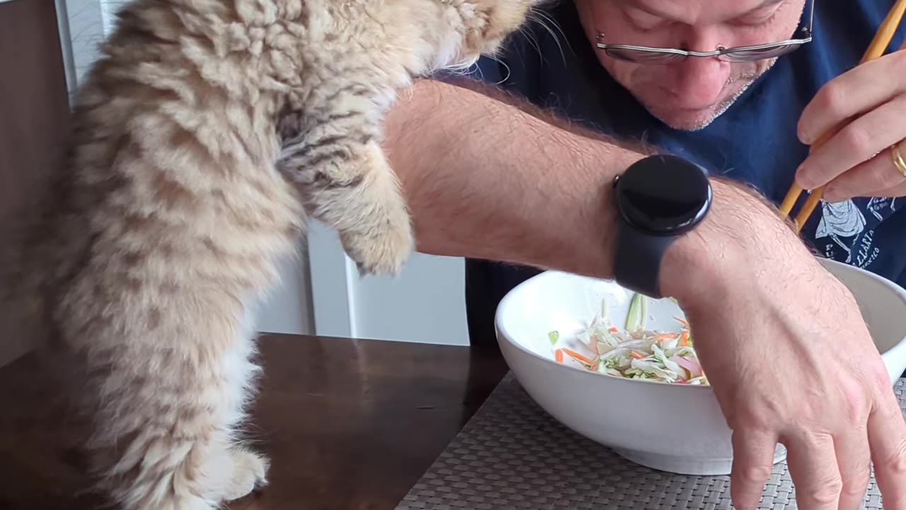 9 weeks old kitten's appetite