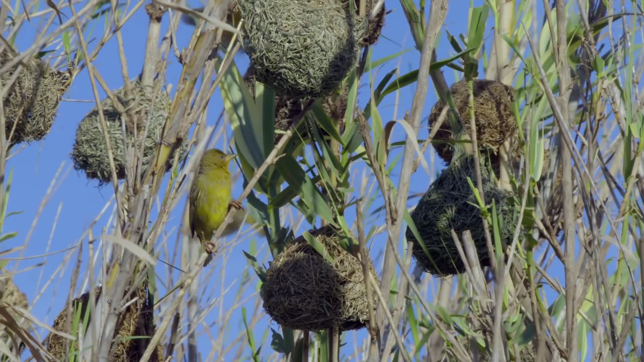 Africa's Hidden Kingdoms: Series 1_Sandveld: Land of Contrasts