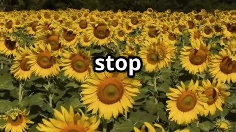 Sunflowers Got That Sun-Stalker Energy 🌻😎