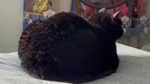 Cute Precious Piper is a Fuzzy Round Loaf - Adopting a Cat from a Shelter Vlog