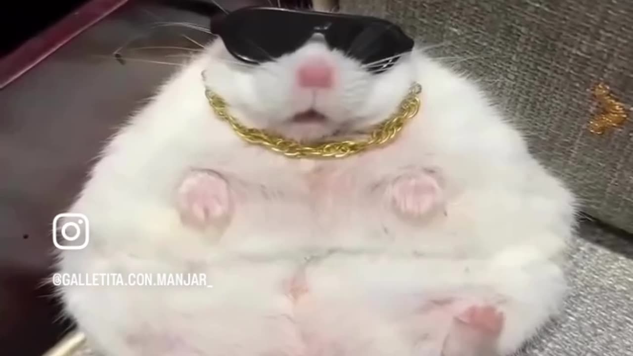 Bonk!!!!!!!!!!!