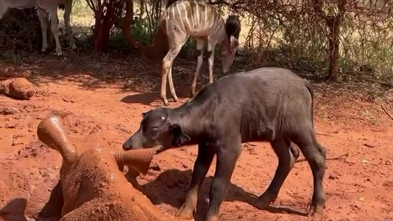 Mud Play & An Unexpected Friendship: The Little Rhino and the Curious Calf Tale"**