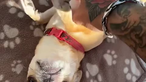 Funny Animal Videos