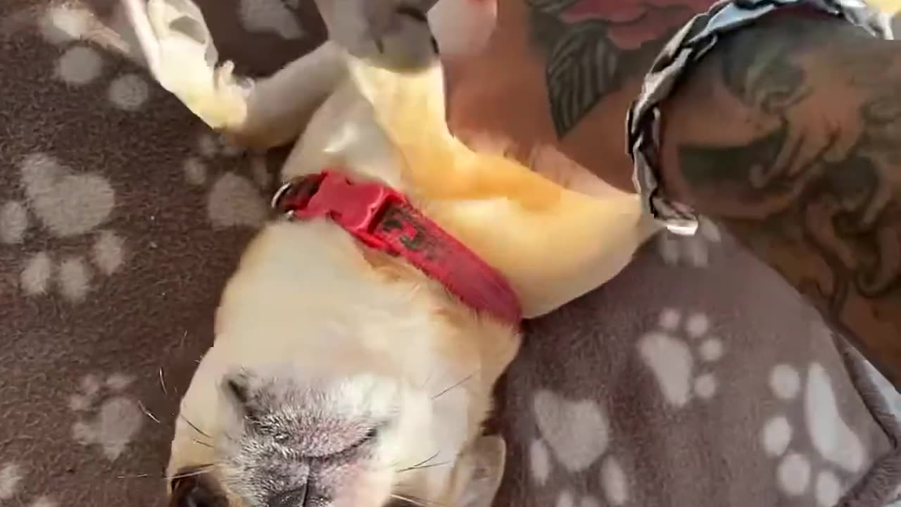 Funny Animal Videos