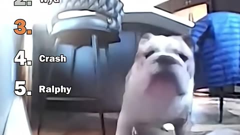 Ranking Best Security Cam Dog Moments