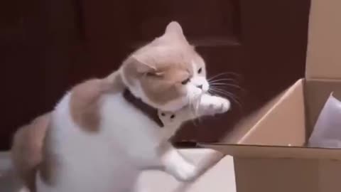 Boxer Cat