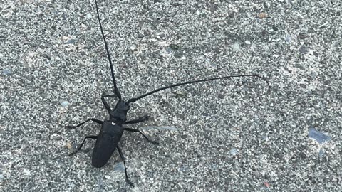 White Spotted Sawyer Beetle - 4K