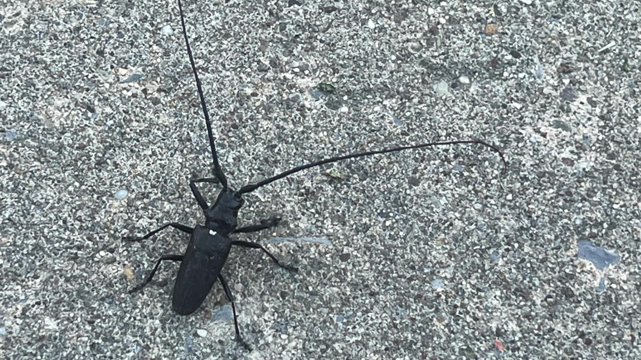 White Spotted Sawyer Beetle - 4K