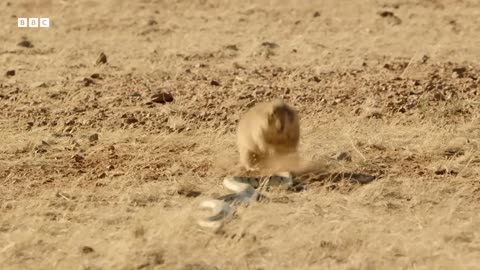 ‎Black-tailed Prairie Dog vs Bullsnake | Wild Mexico | BBC Earth
