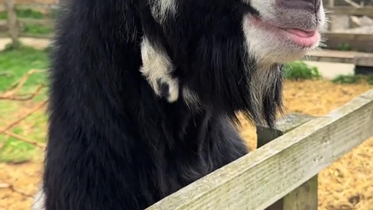 The goat spits on its owner fun moment 😂😂😂