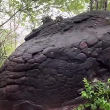 🇹🇭 THAILAND, A DRAGON FOSSIL FROM OUR PAST 🐉