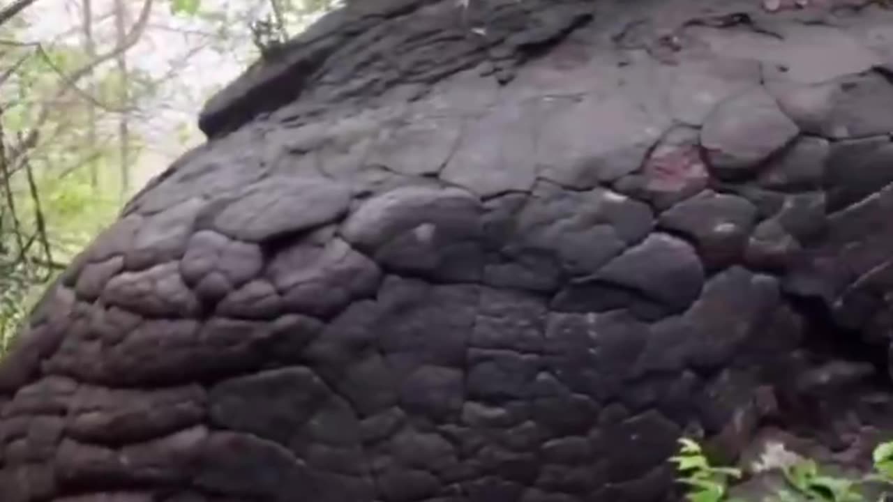 🇹🇭 THAILAND, A DRAGON FOSSIL FROM OUR PAST 🐉