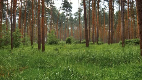 2 minutes of tranquility: Forest Bathing Experience with Soothing Forest Sounds