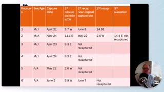 How far do you have to take raccoons to keep them from returning?