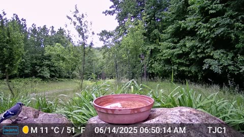 Blue Jay and Two Chipmunks (1)