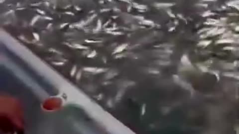 💋 Easiest Fishing Ever
