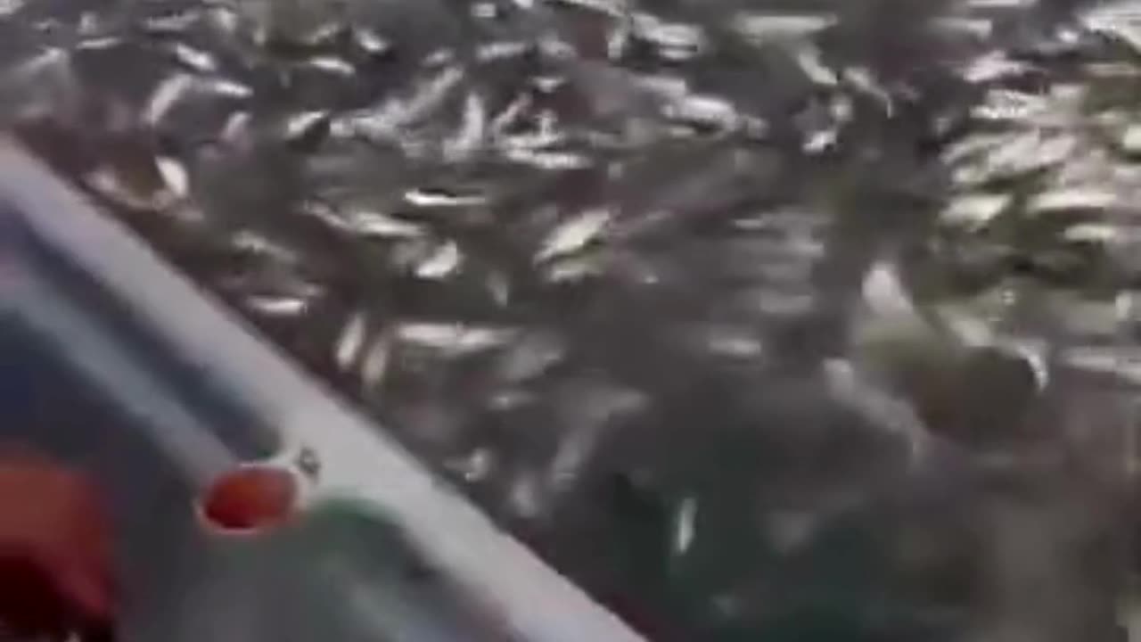 💋 Easiest Fishing Ever