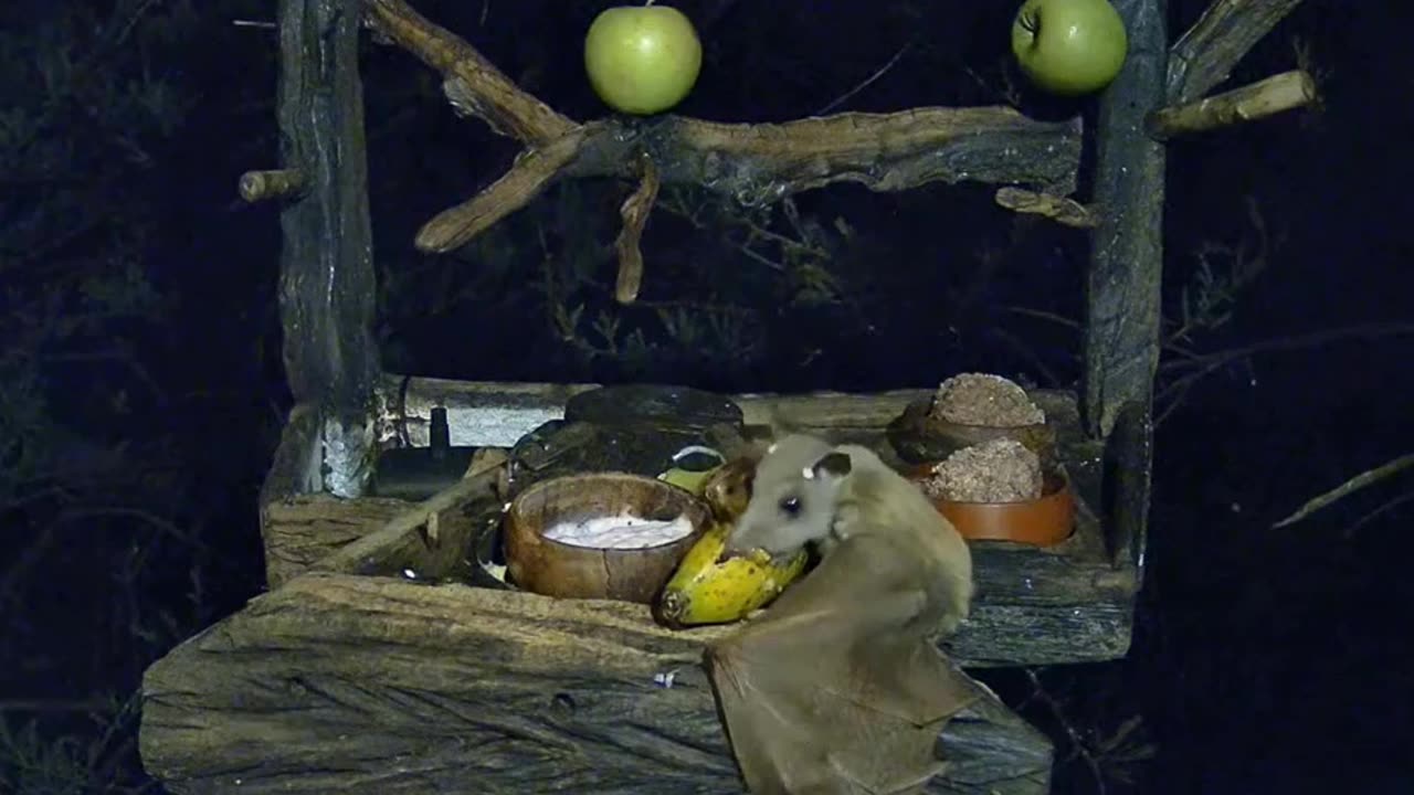 The bat loves a banana 😍 🦇