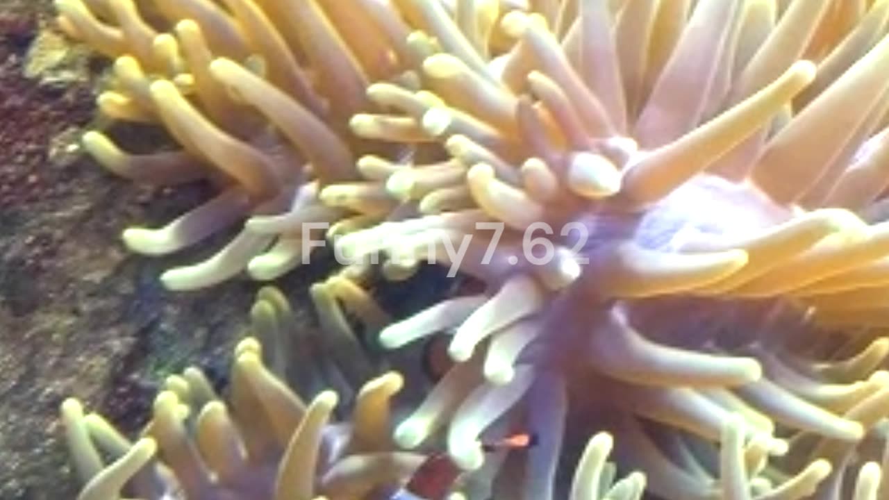 Most UNIQUE Sea Creatures #facts #animals #sea #shorts