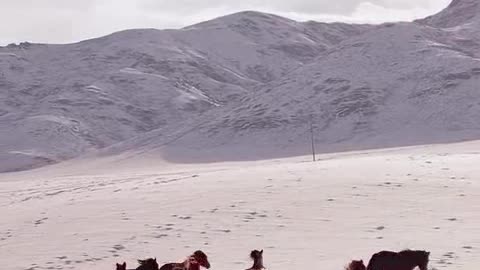 jogando no bicho hoje.mp4