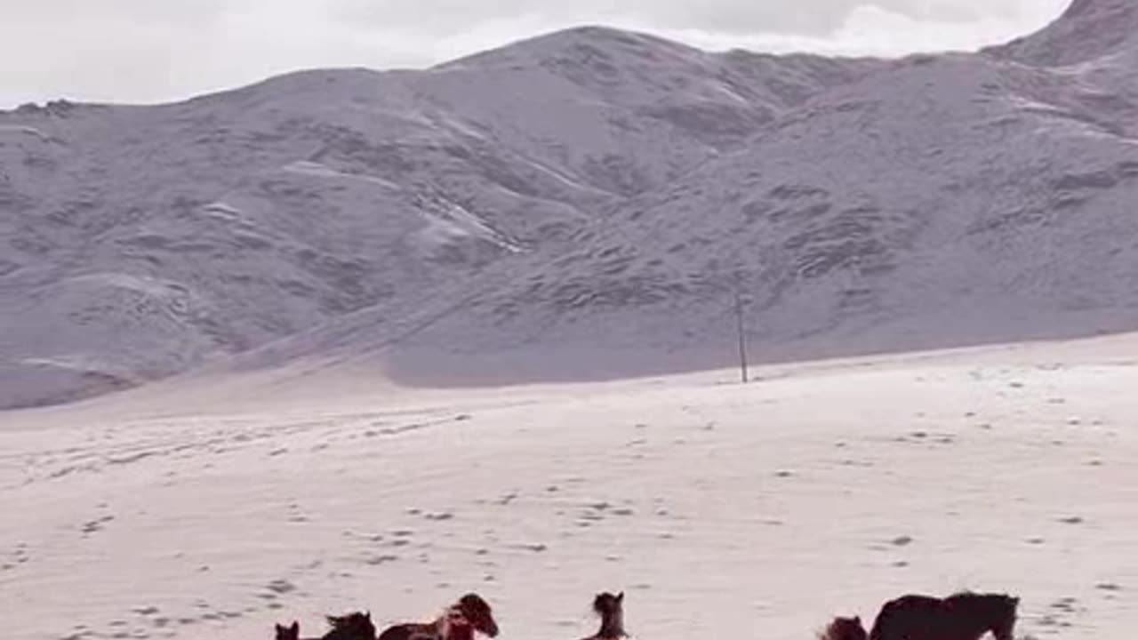 jogando no bicho hoje.mp4