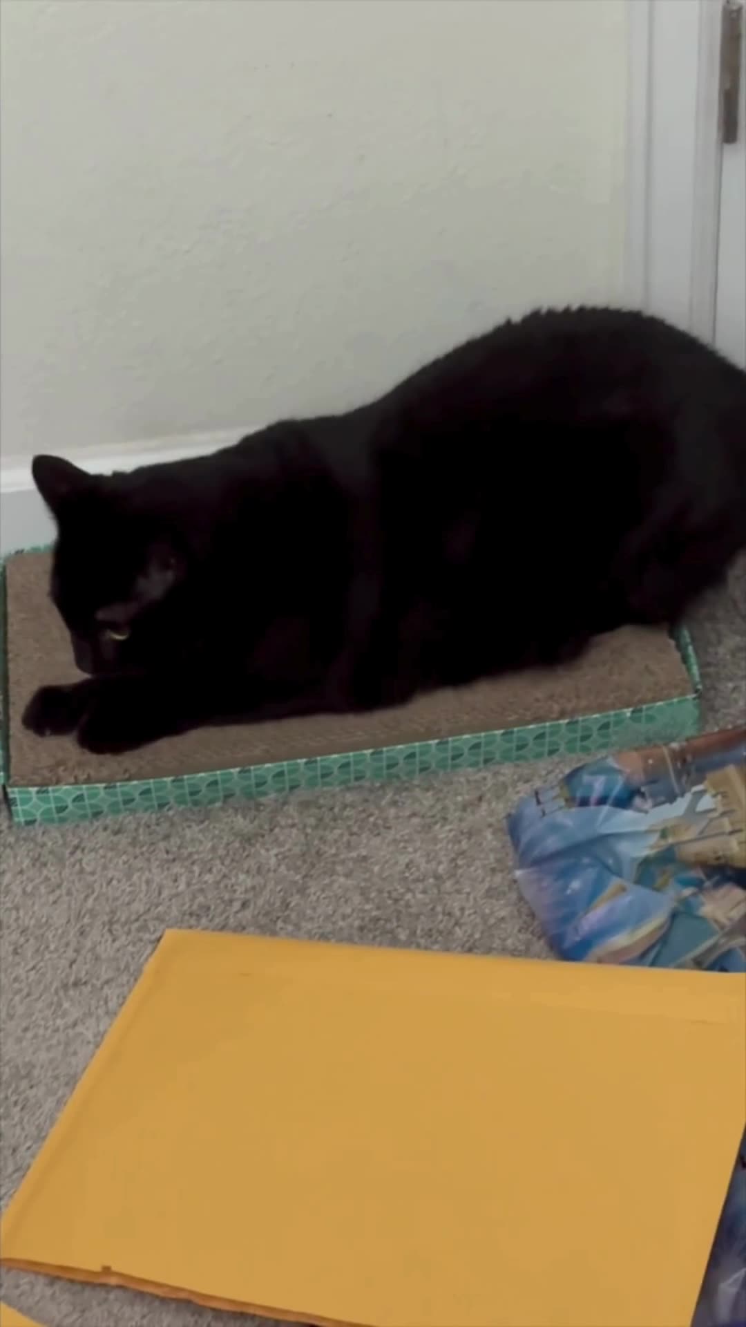 Cute Precious Piper Deals with an Untidy Office - Adopting a Cat from a Shelter Vlog #shorts