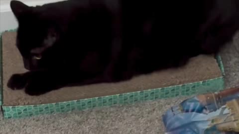 Cute Precious Piper Deals with an Untidy Office - Adopting a Cat from a Shelter Vlog #shorts