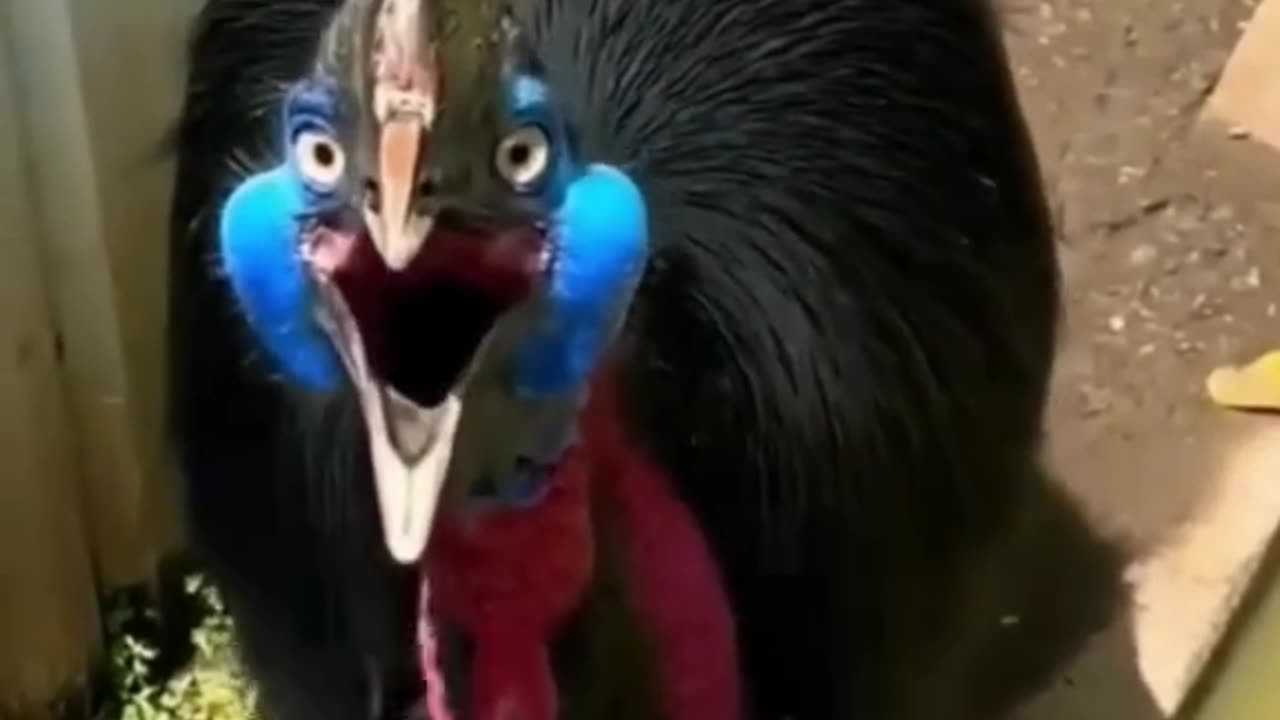 15 scariest Bird Sounds